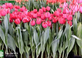 Tulipa Love Magic ® (1)